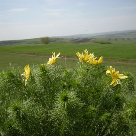 ADONIS VERNALIS